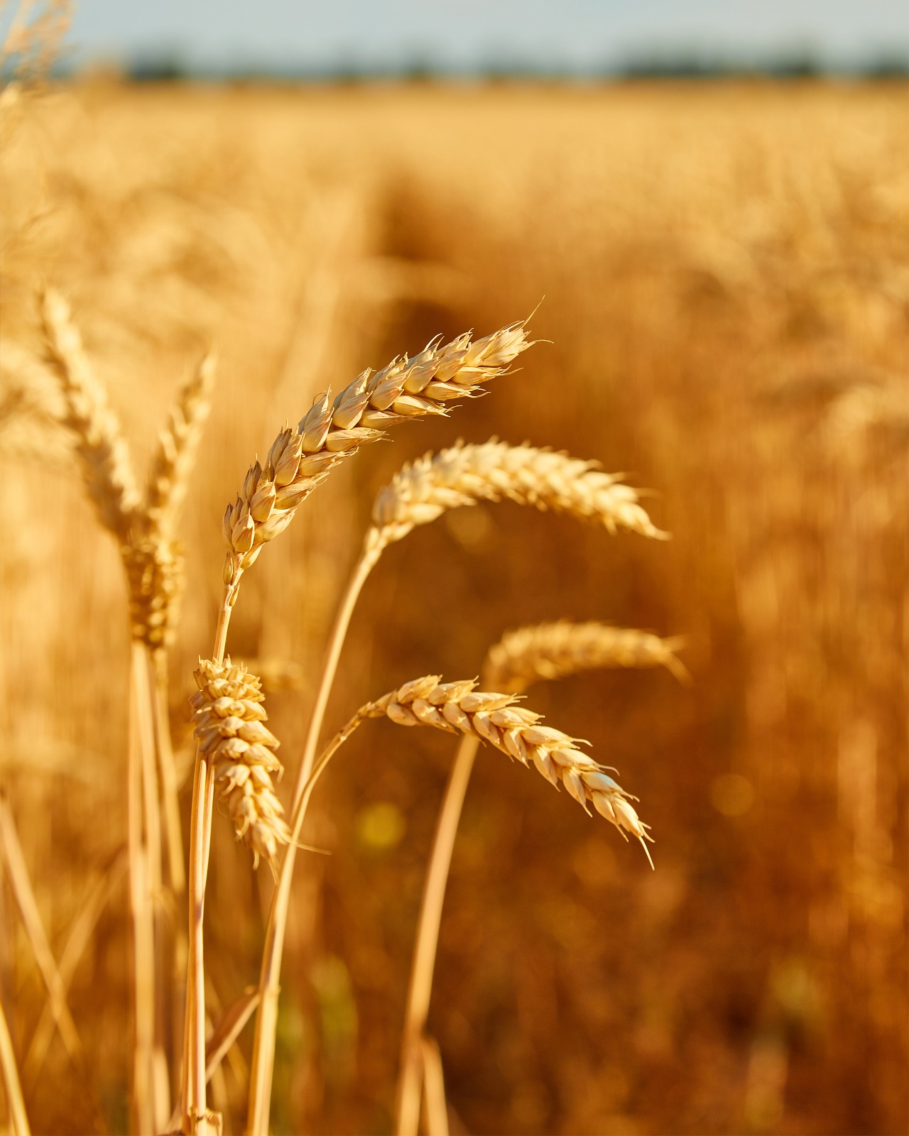 Barley and wheat