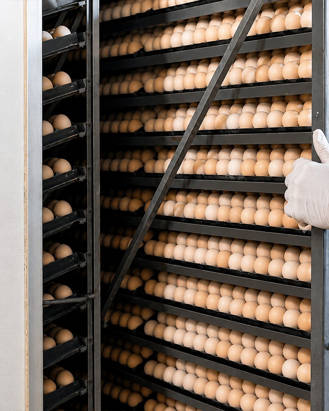 Egg incubator