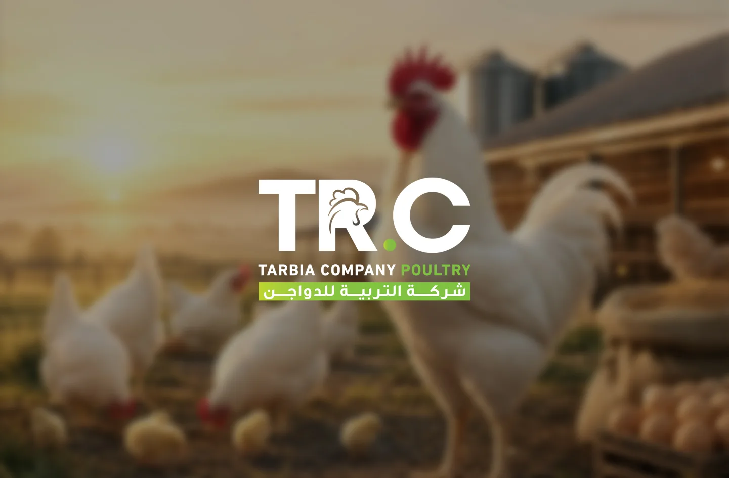 التربية للدواجن